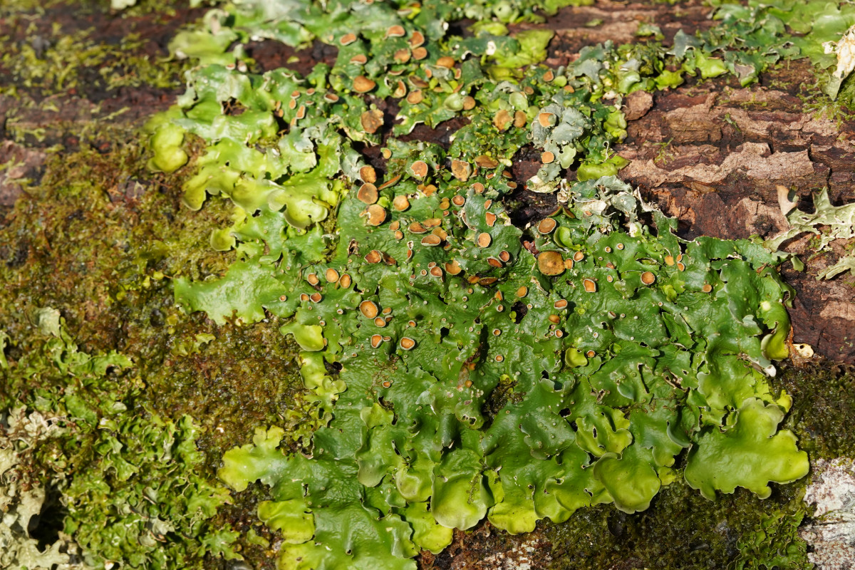 Lobaria virens.JPG