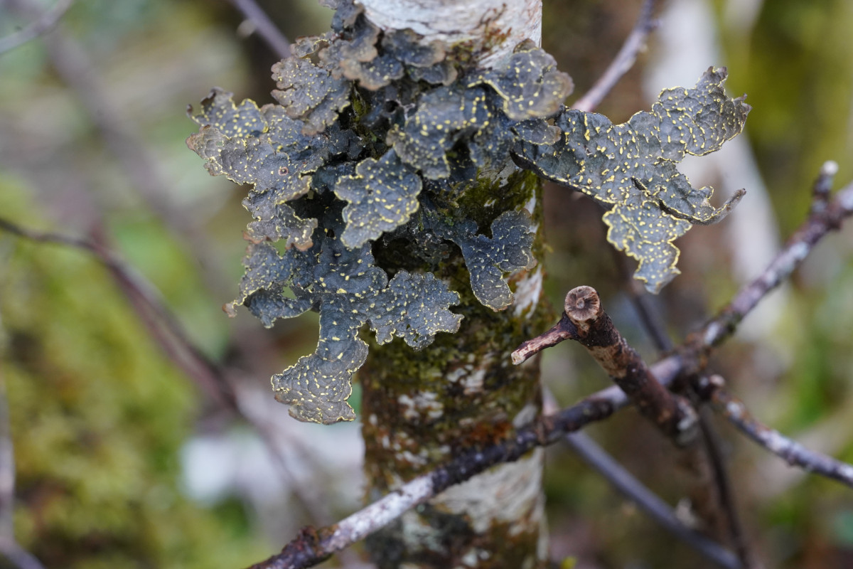 Pseudocyphellaria crocata.JPG