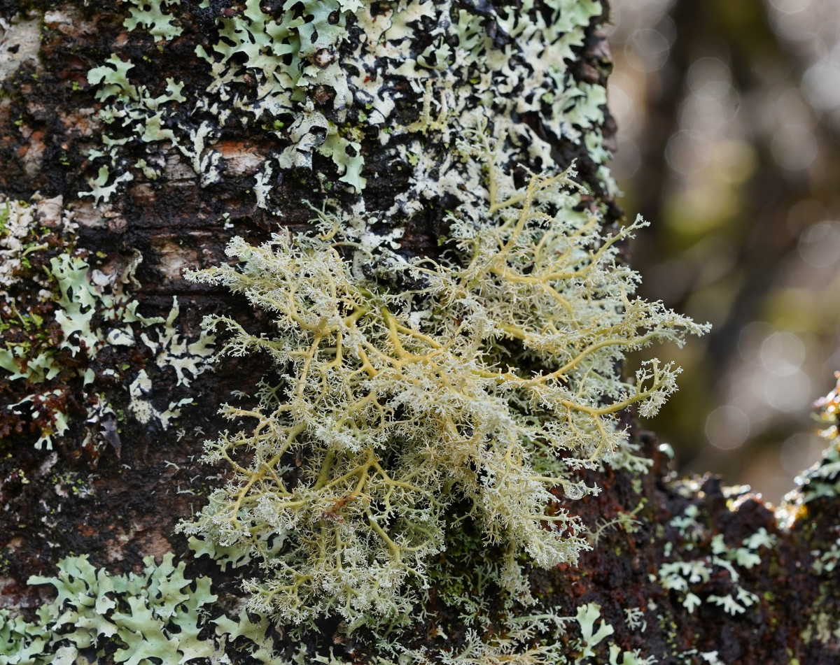 Sphaerophorus globosus.JPG
