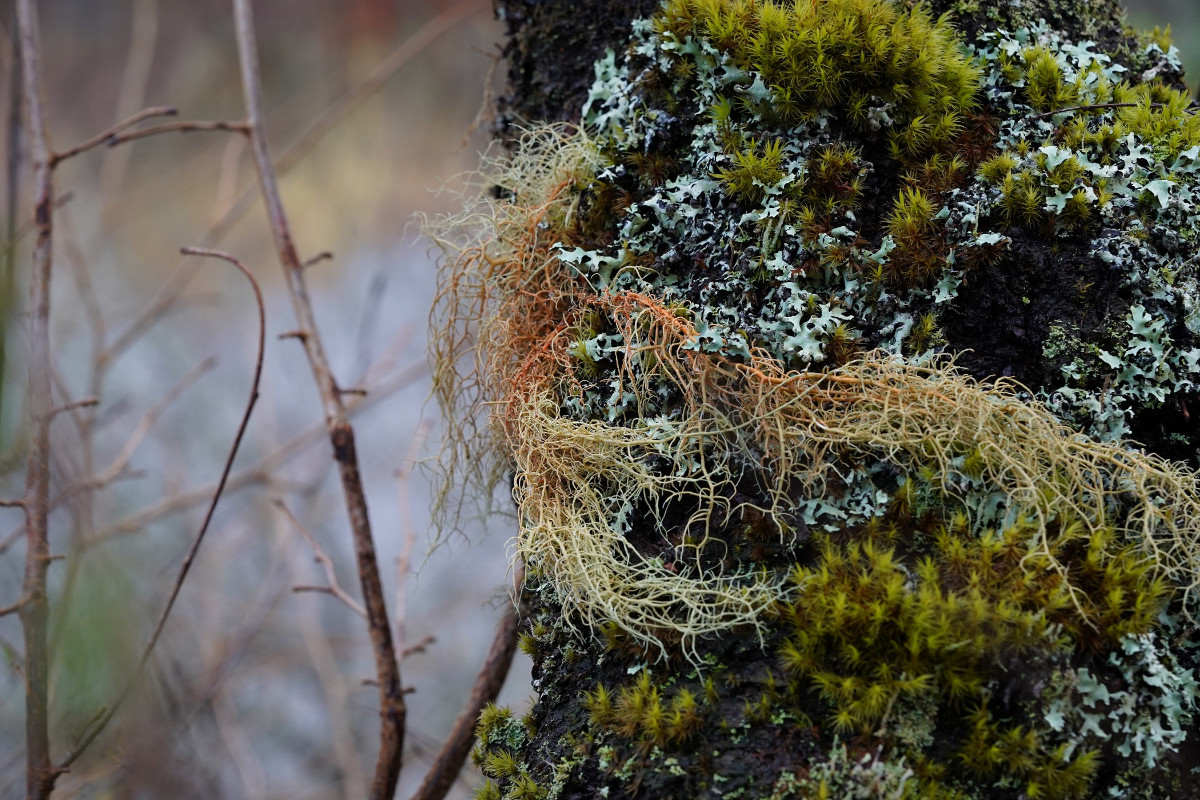 Usnea rubicunda.JPG