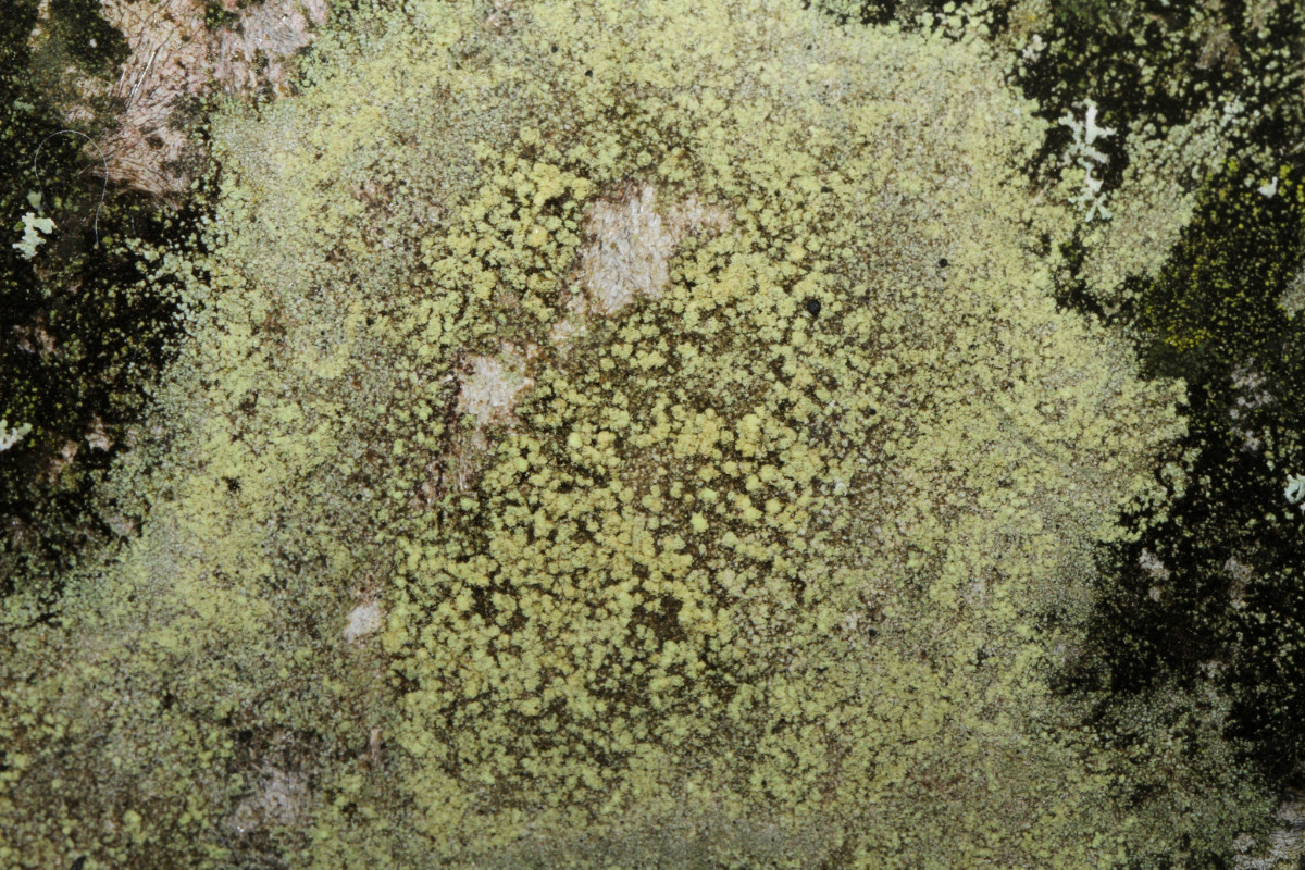 k-Lichen_01.JPG