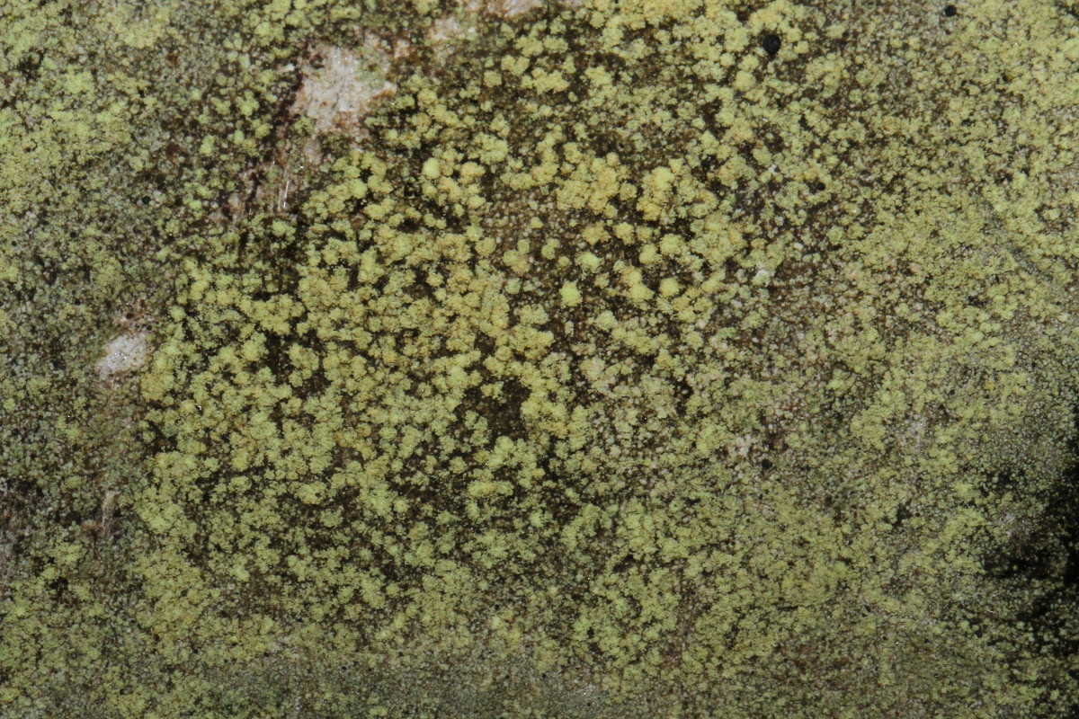 k-Lichen_02.jpg