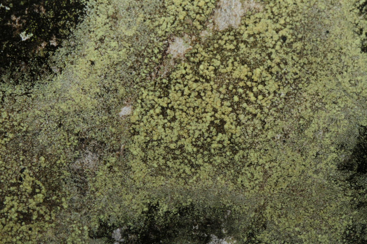 k-Lichen_03.JPG