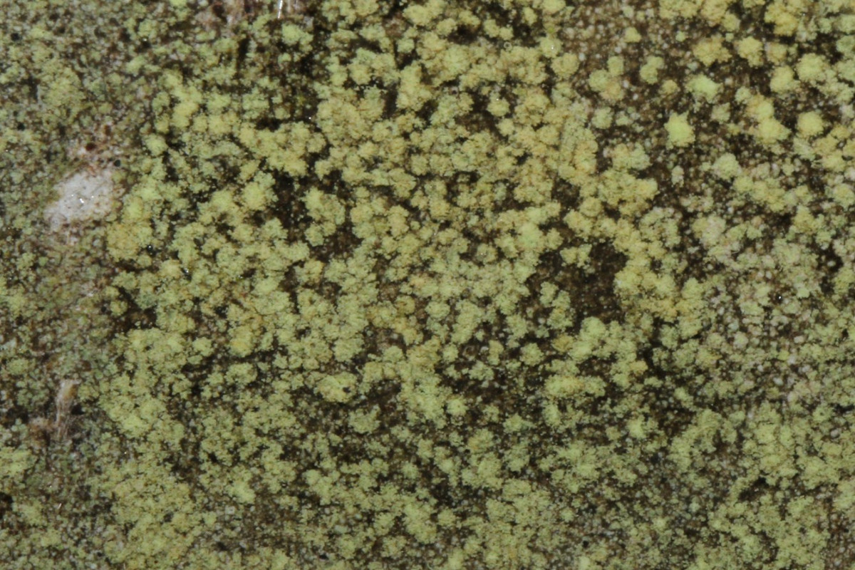 k-Lichen_04.jpg