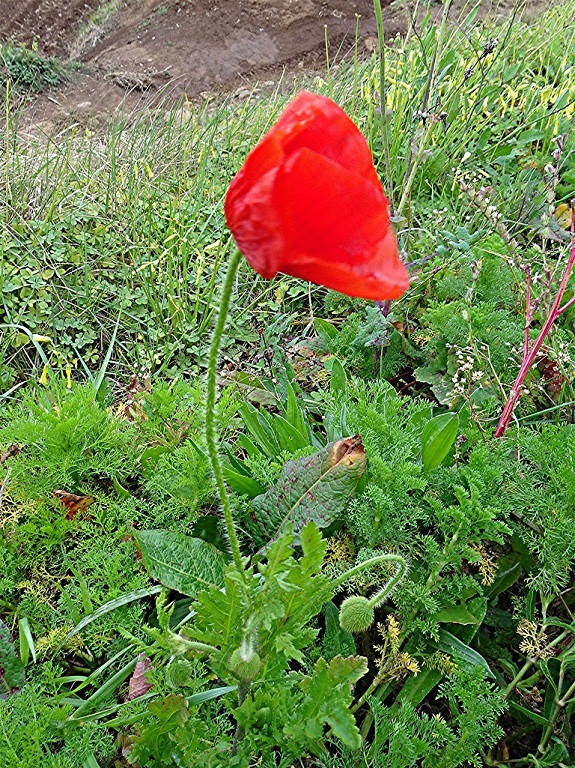DSC01180 Ausschnitt, Helligkeit, Schärfe, klein.jpg