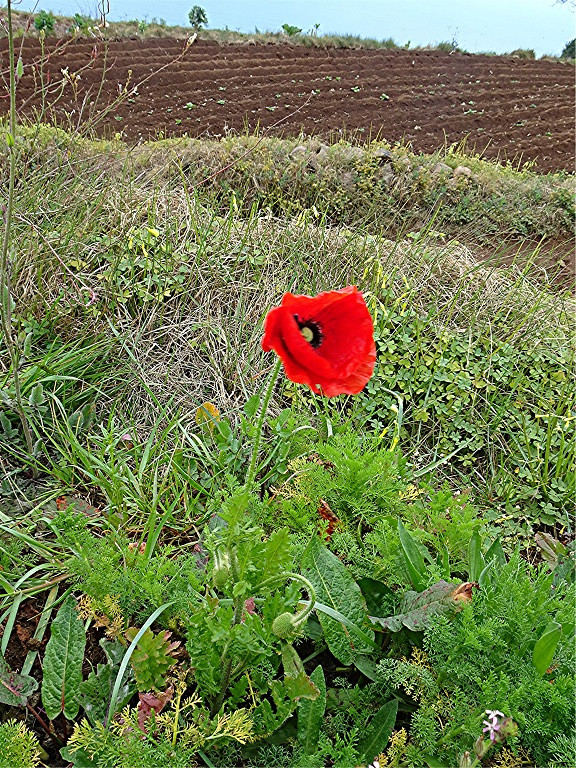DSC01181 Ausschnitt, Schärfe, klein.jpg