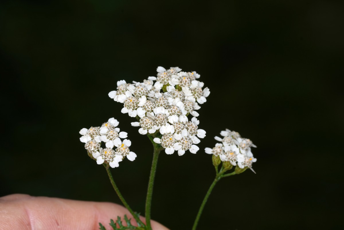 667-23A00739.jpg