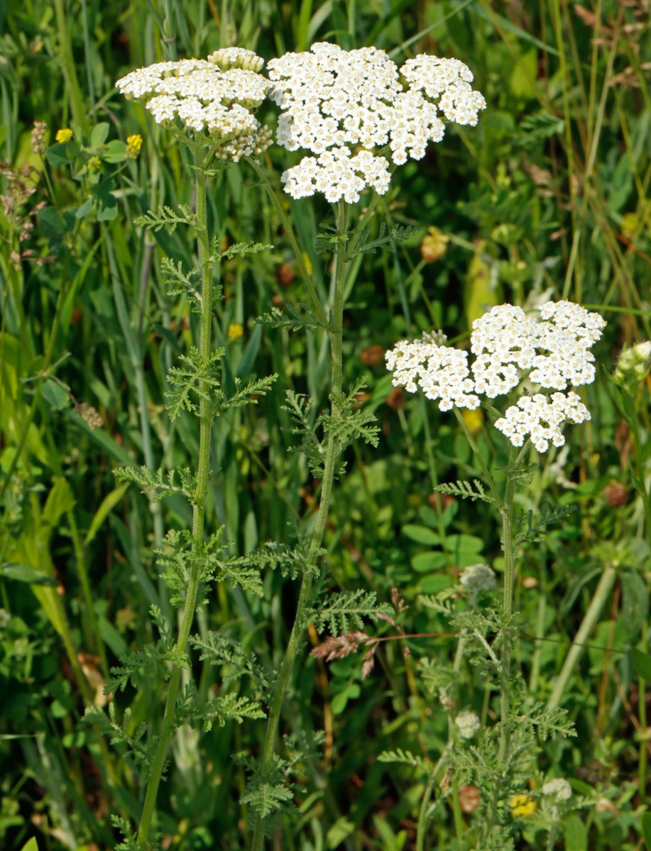 Achillea nobilis Oöheim Mausberg A1.jpg
