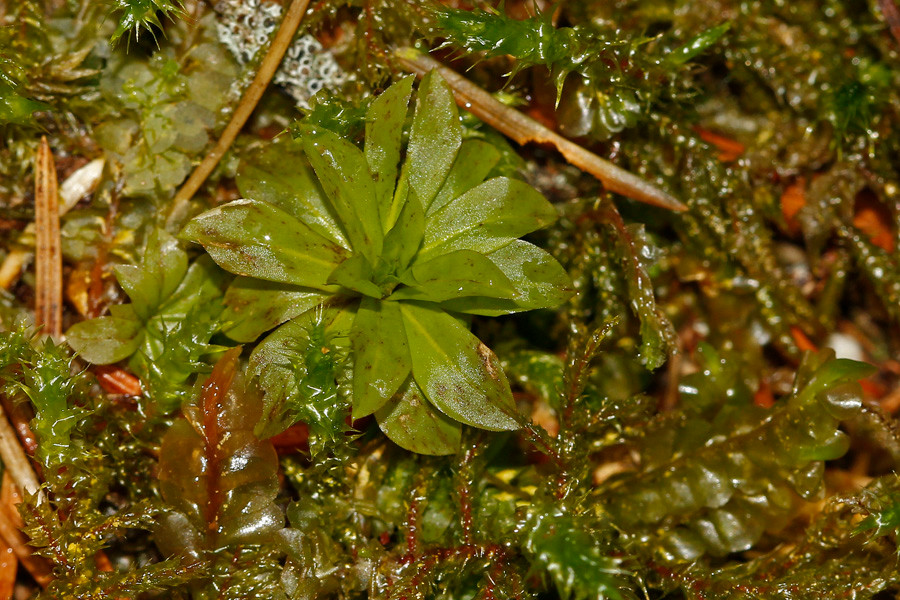 Rhodobryum roseum - Rosettiges Rosenmoos (Habitus).jpg