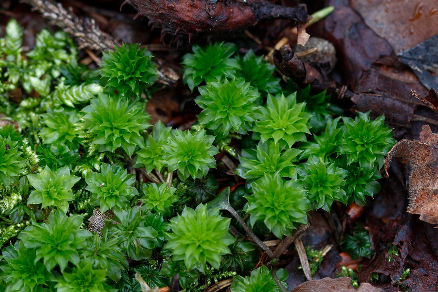 Rhodobryum ontariense (Habitus).jpg