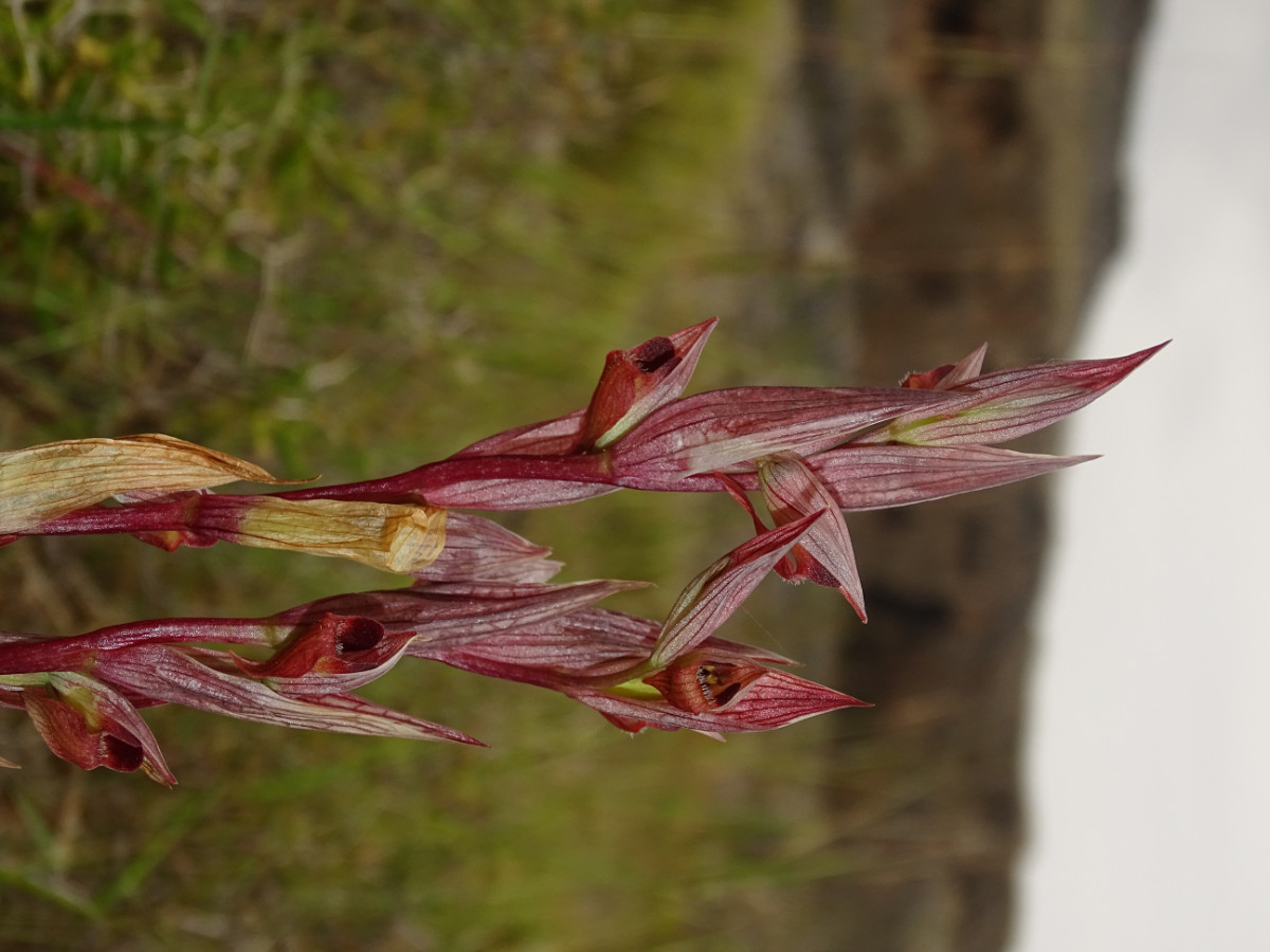 Serapias orientalis.JPG