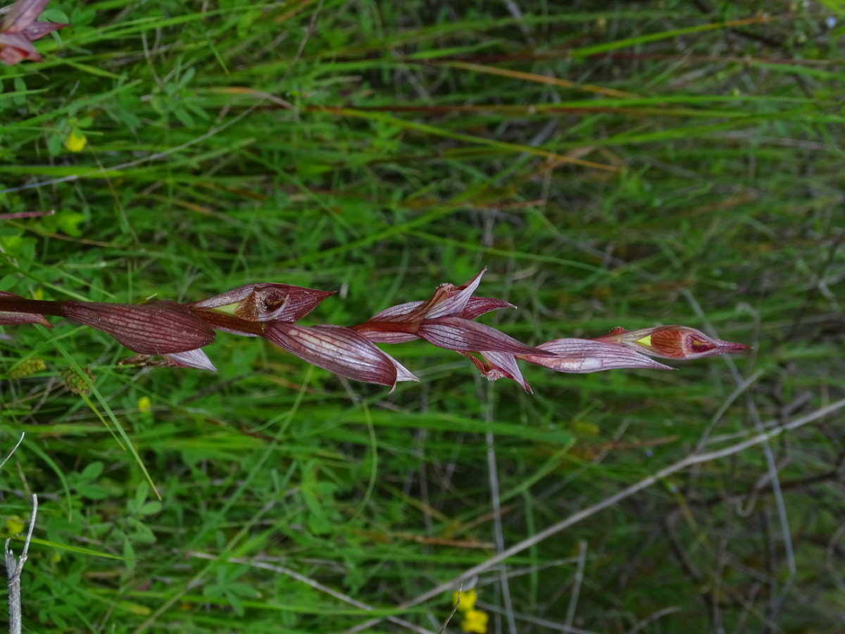 Serapias parviflora.JPG