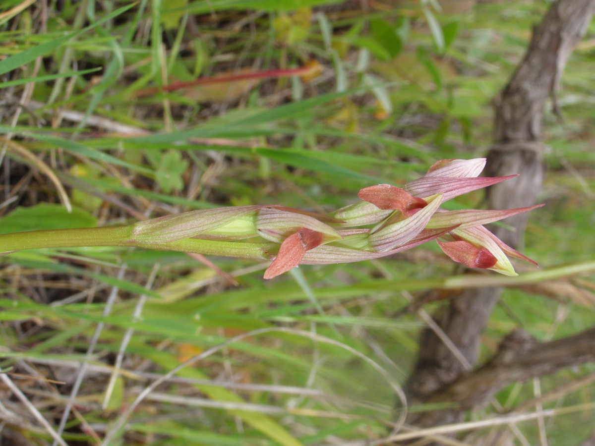 Serapias parviflora.JPG