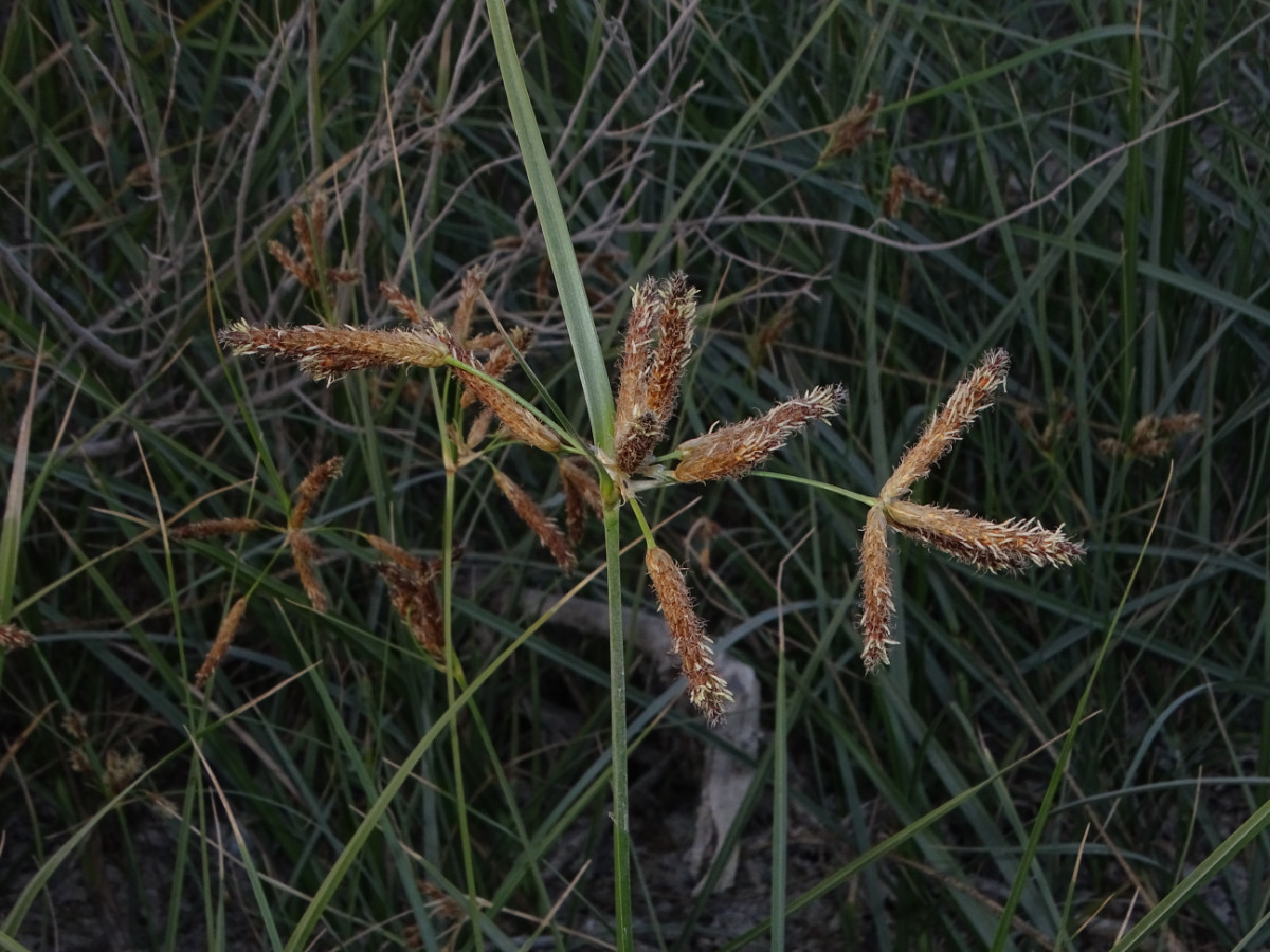 DSC00115.JPG