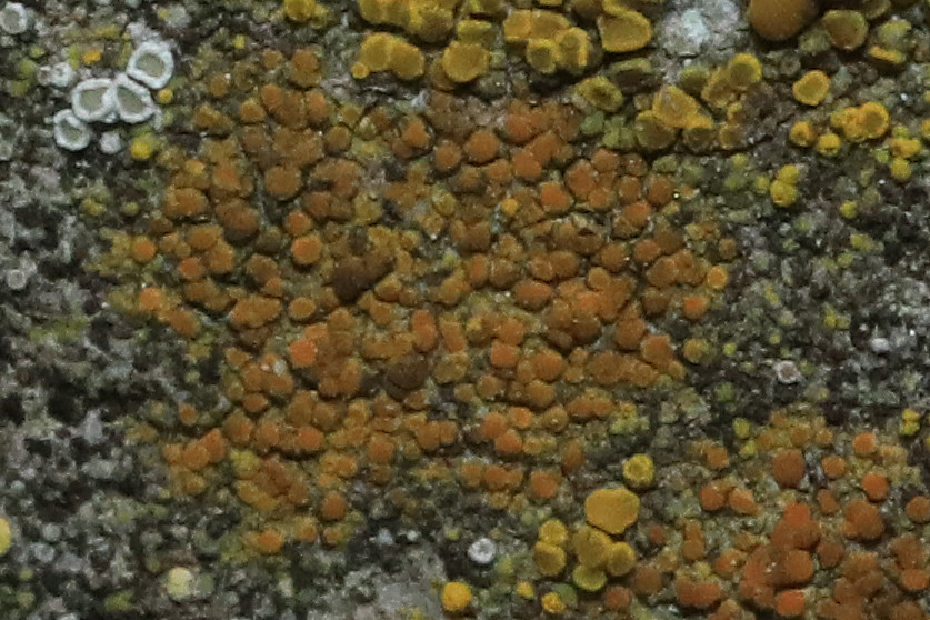 Caloplaca oasis2.jpg