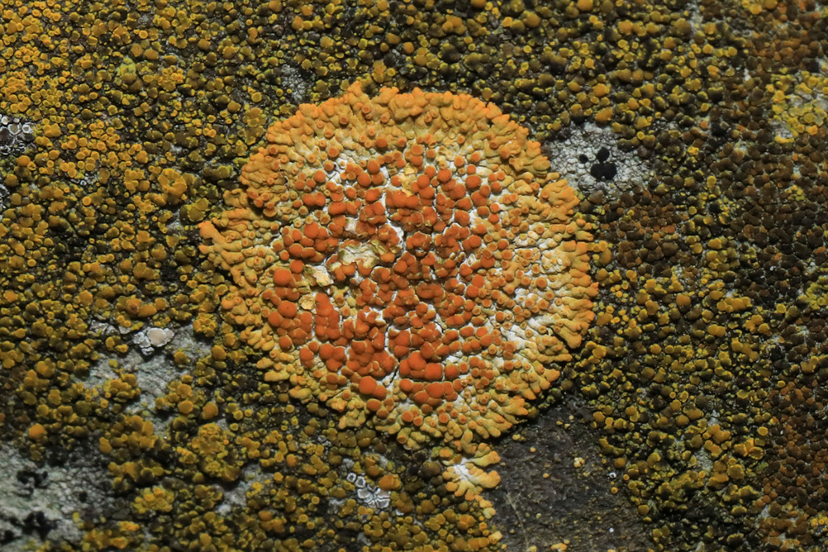 Caloplaca saxicola_Münster_02.JPG