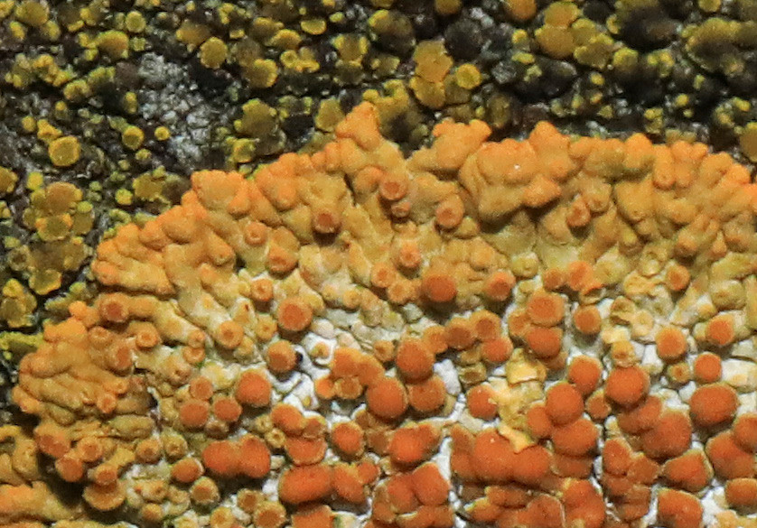 Caloplaca saxicola_Münster_04.JPG