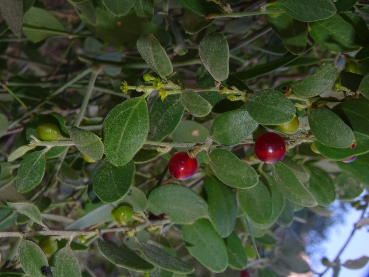 Salvadora persica.JPG