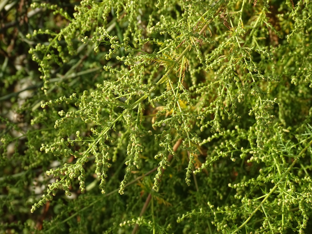 DSC06120.JPG