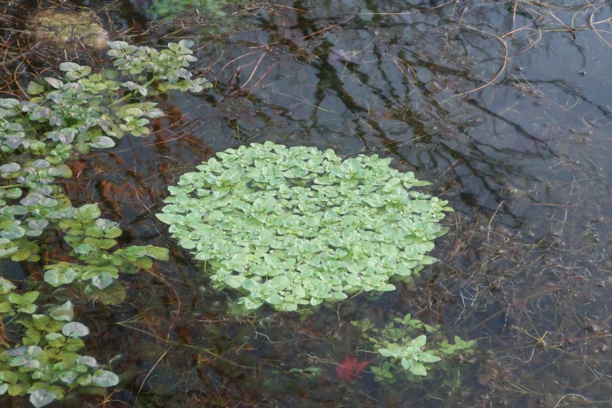 2025-01-12_Walleshausen 1.jpg