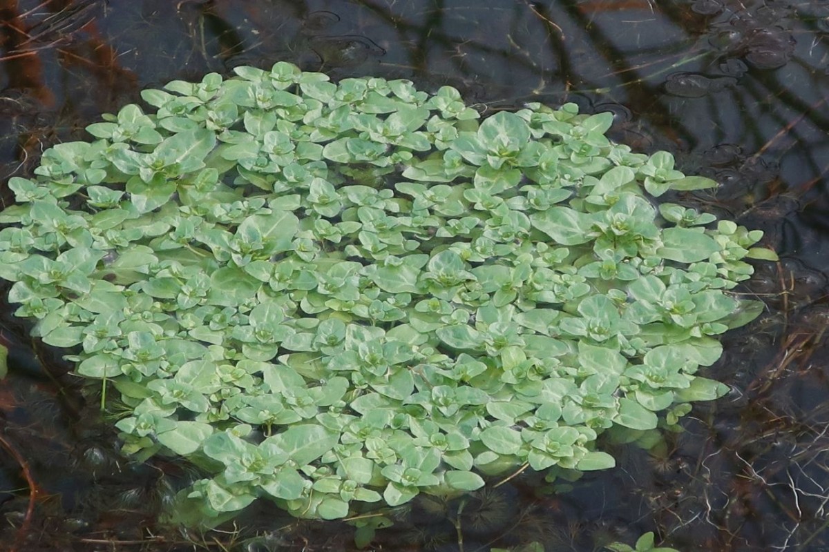 2025-01-12_Walleshausen 2.jpg