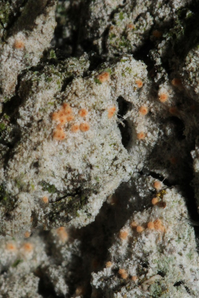 k-Orange_02.jpg