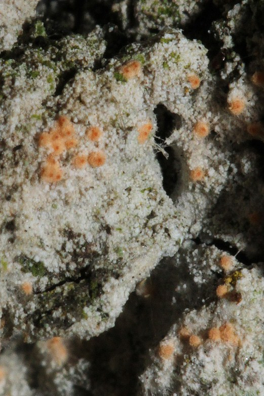 k-Orange_03.jpg