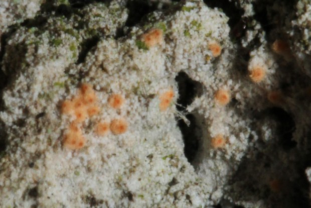 k-Orange_05.jpg