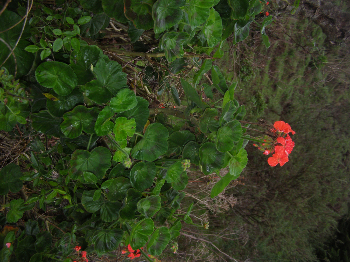 Pelargonium zonale.JPG