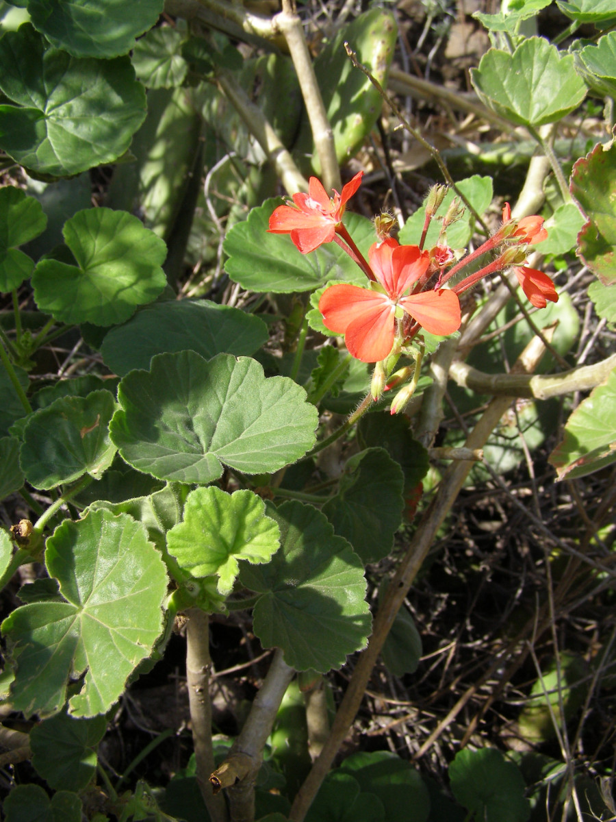 Pelargonium x hortorum.jpg