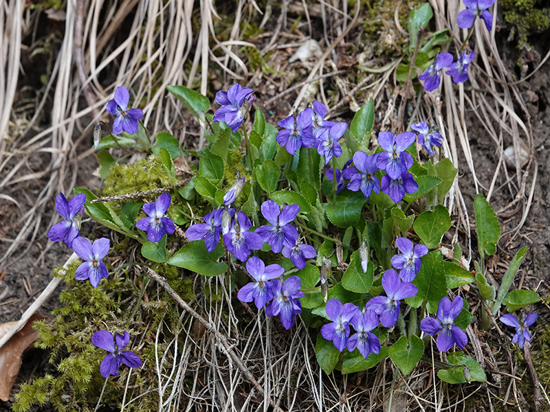 __web__AS_DSC00578_Viola sp..jpg