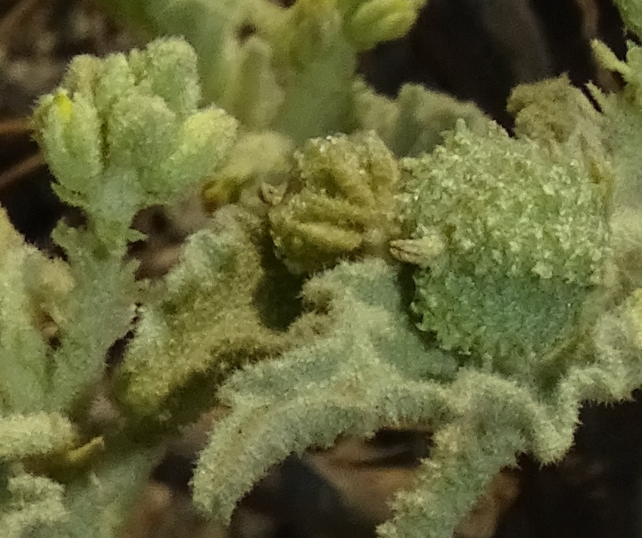 Chrozophora1.jpg