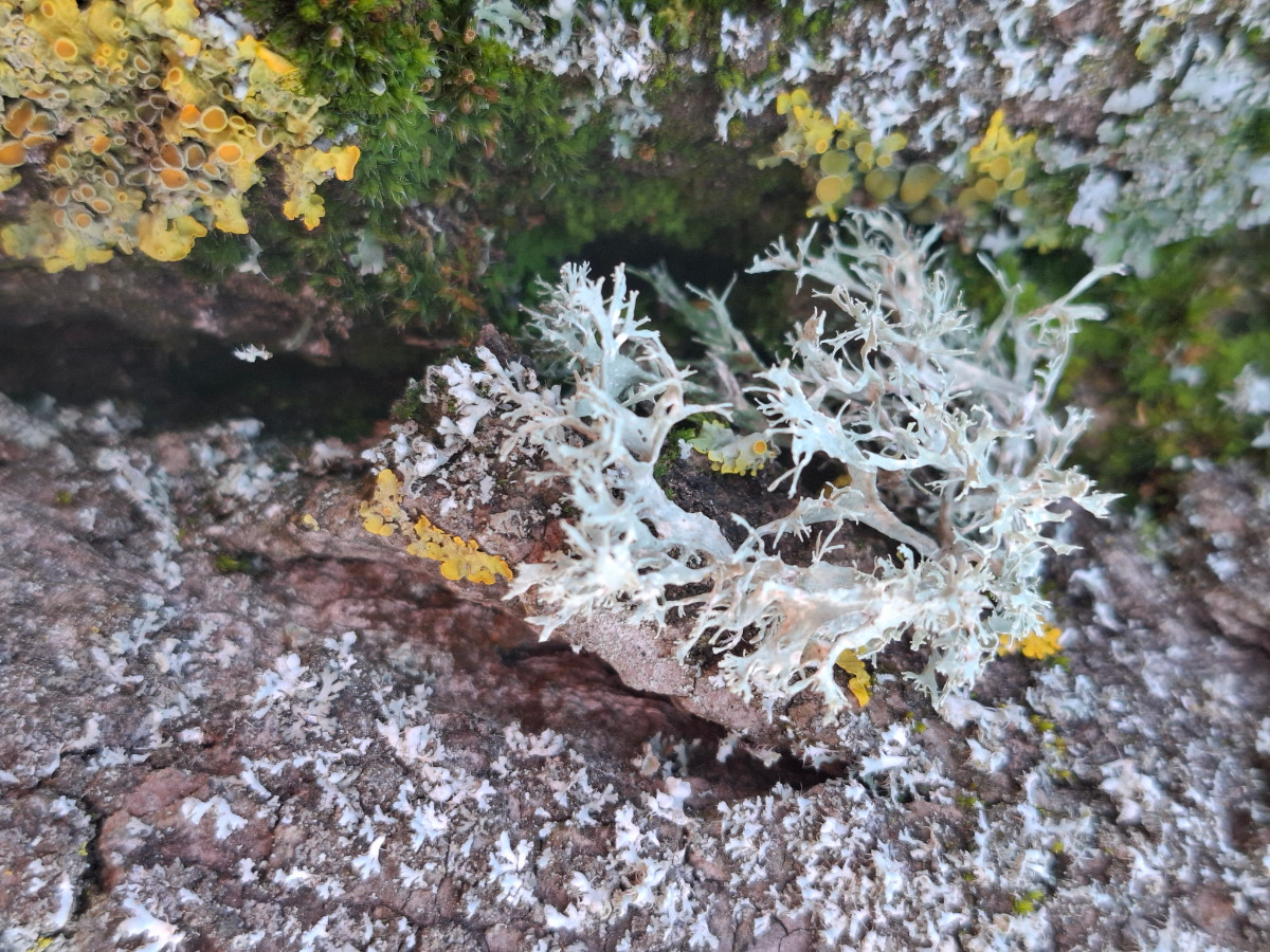Ramalina.jpg
