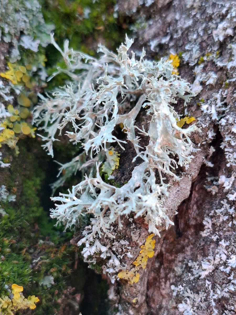 Ramalina2.JPG
