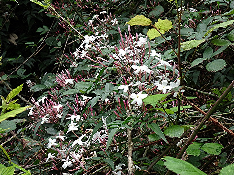 DSC01146 Schärfe, klein.jpg