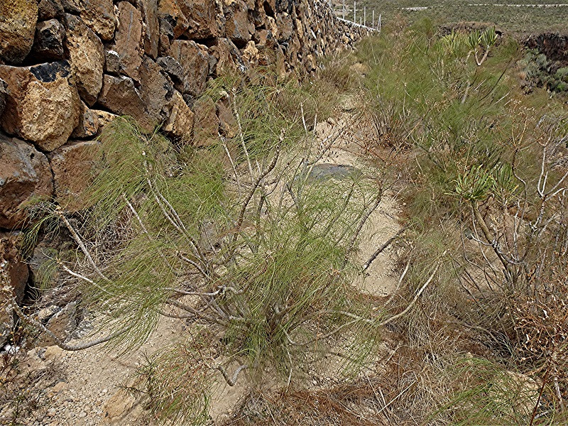 DSC01199, Ausschnitt, Helligkeit, Schärfe, klein.jpg