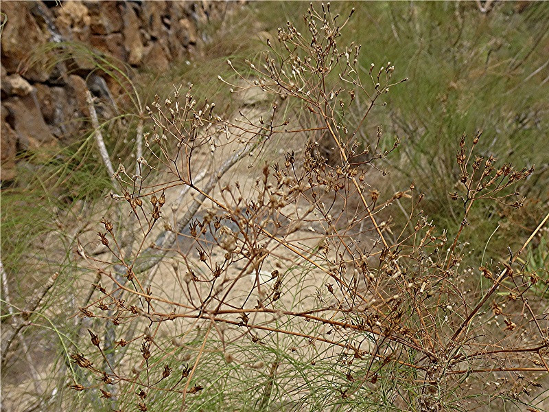 DSC01200 Ausschnitt, Helligkeit, Schärfe, klein.jpg