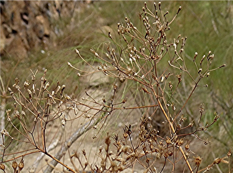DSC01200 Kleiner Ausschnitt, Helligkeit, Schärfe, klein.jpg