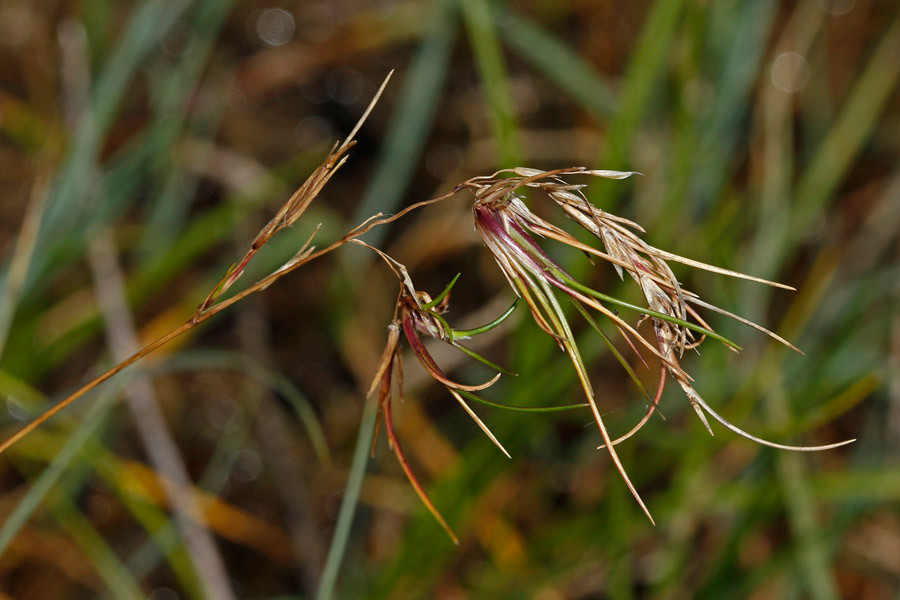 Deschampsia littoralis - Bodensee-Schmiele (Fruchtstand).jpg