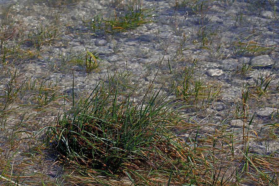 Deschampsia littoralis - Bodensee-Schmiele (Habitus).jpg