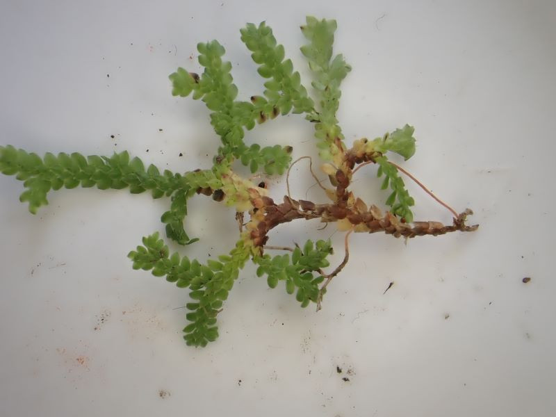Madeiramoos Habitus (1).JPG
