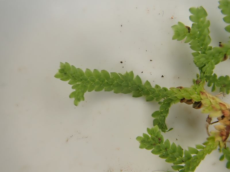 Madeiramoos Habitus (2).JPG
