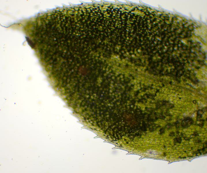 Madeiramoos Laminazellen, Blattrand.JPG