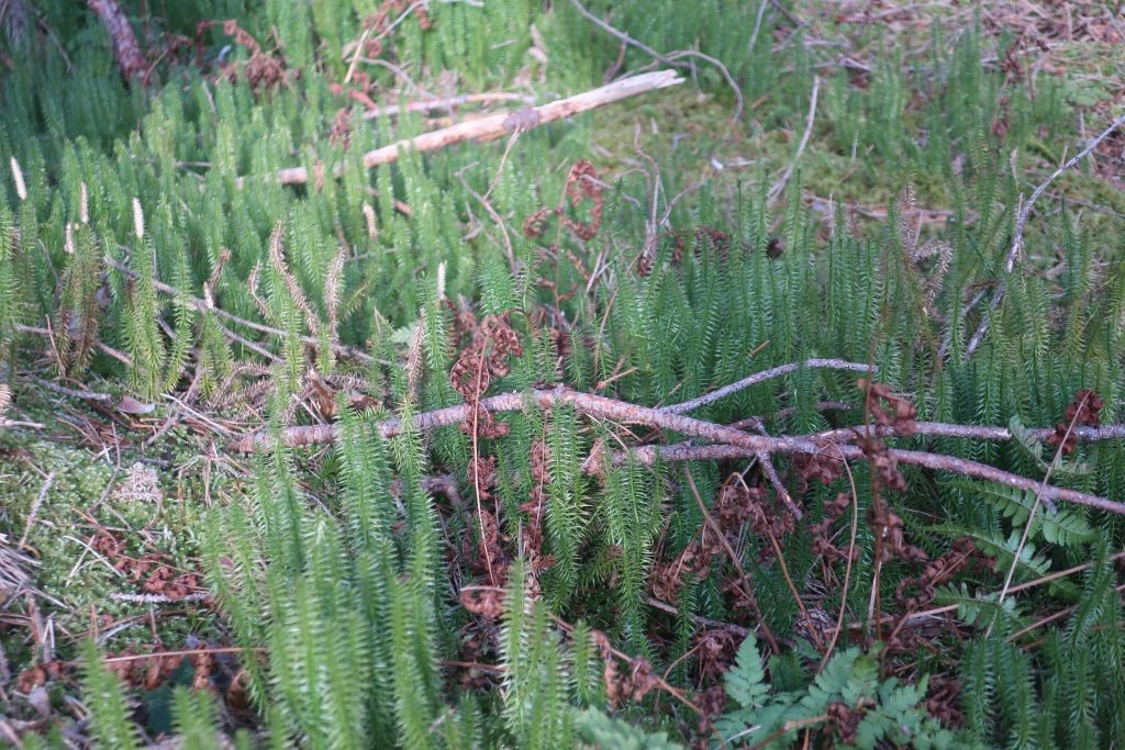 Lycopodium annotinum 3_Kaltenberg_2025-01-25.jpg