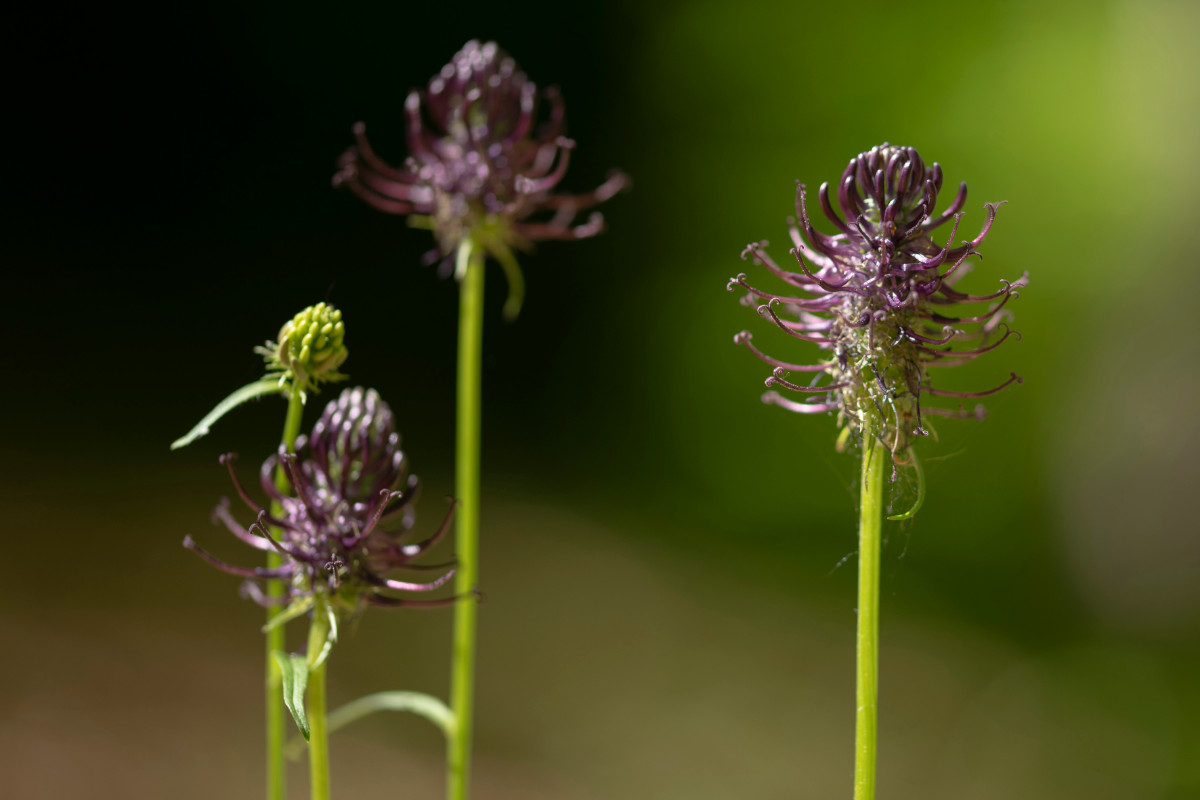 Phyteuma ovatum a.jpg