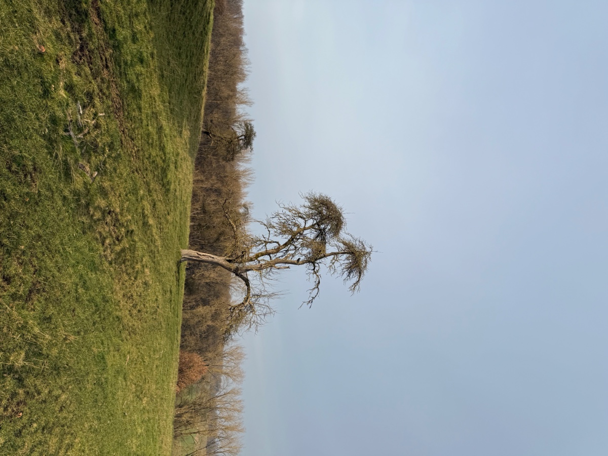 IMG_5472.jpeg