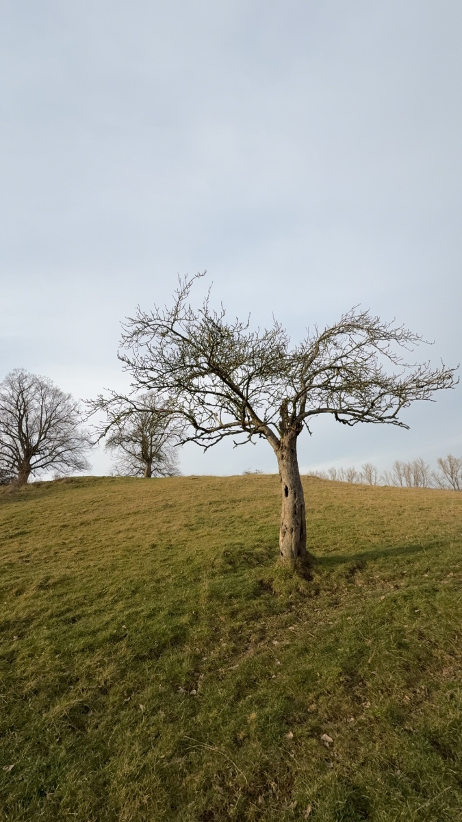 IMG_5433.jpeg