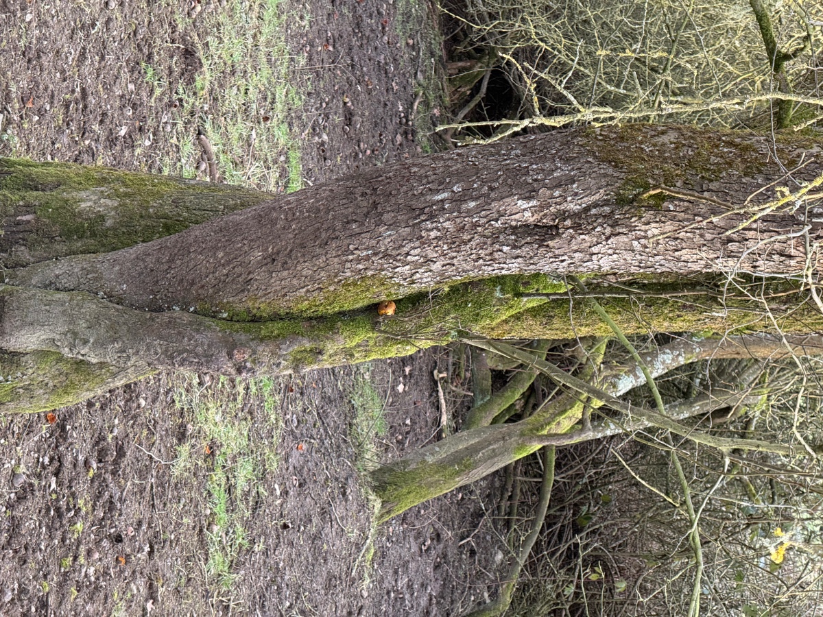 Malus Stamm