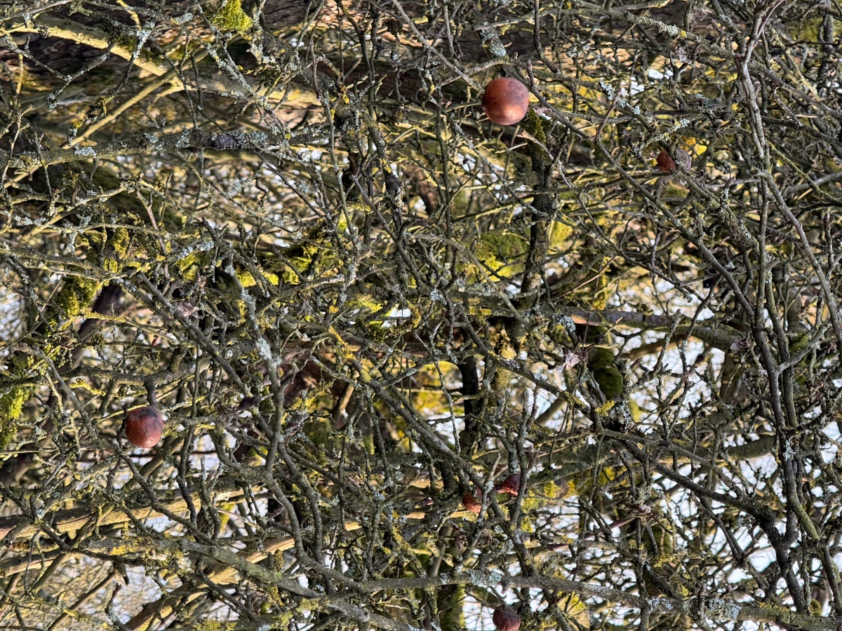 Malus Äpfel