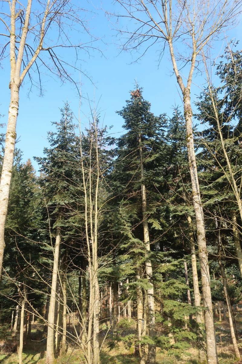 Abies procera 1_Walleshausen_2025-02-15.jpg